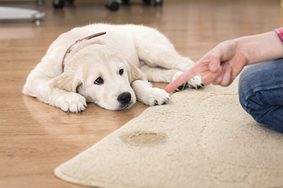 Pet Hair Cleaning in California