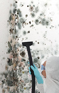 Mold removal